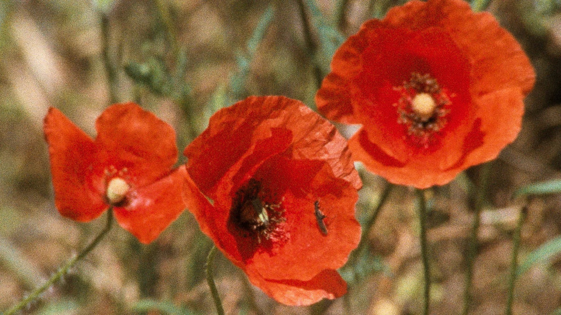 Cinema's Garden: The Films of Rose Lowder still